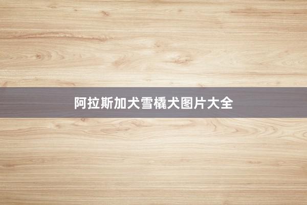 阿拉斯加犬雪橇犬图片大全